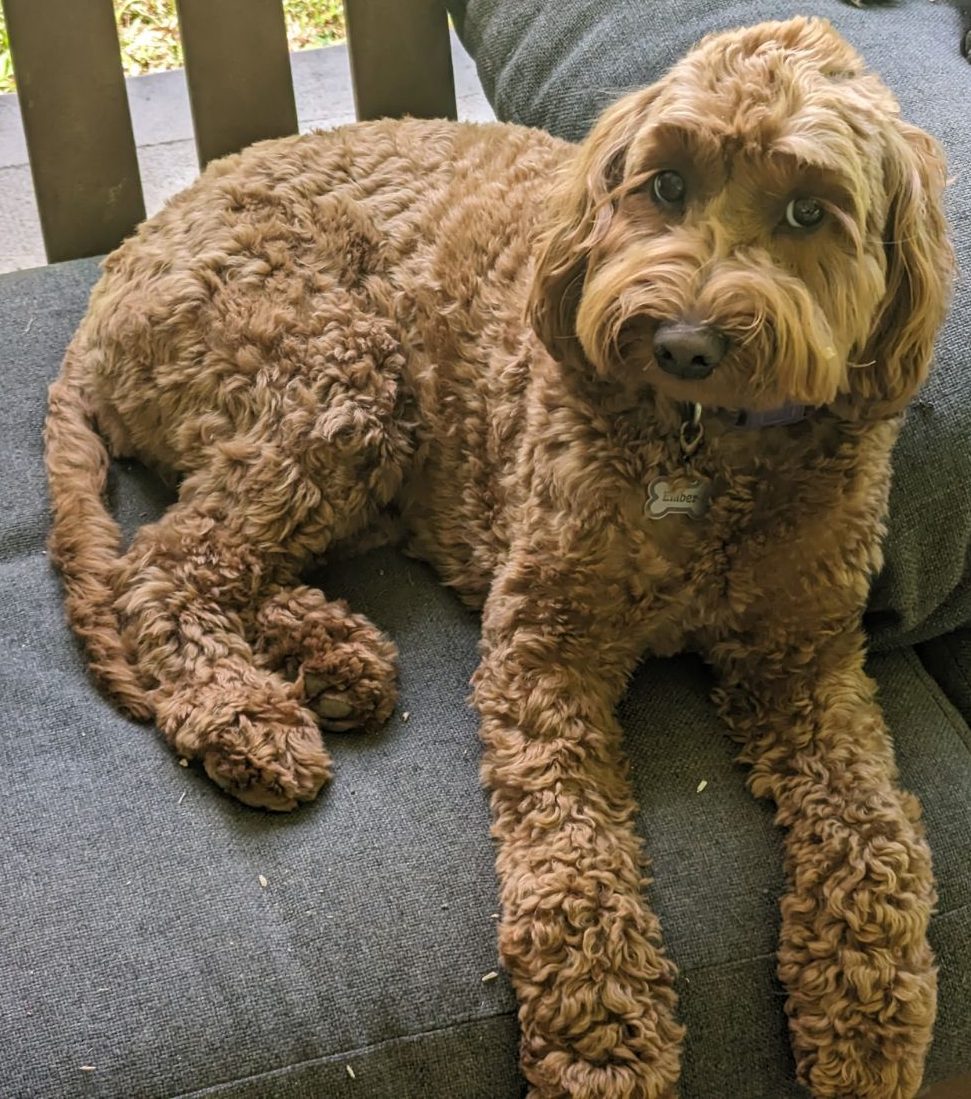 A wavy-coated goldendoodle settled on the couch — the same coat type as my two