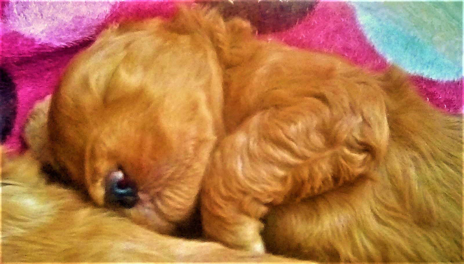 A young wavy-coated doodle puppy asleep — the stage where these projections matter most
