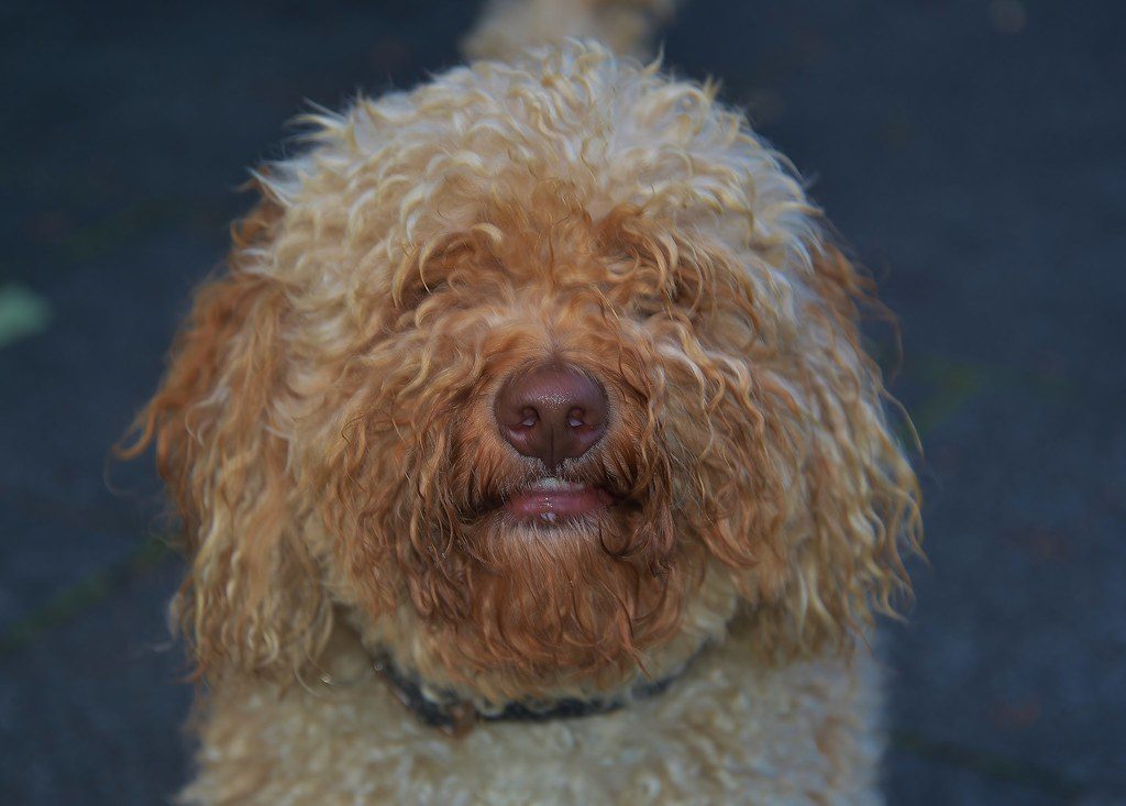 A damp, curly-coated doodle after a bath — brushing before the water goes on saves this coat