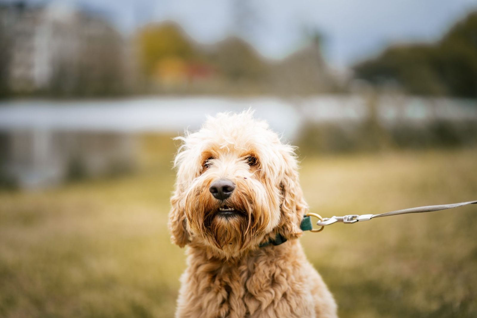 A wavy-coated goldendoodle out on a lead — the coat type I'm describing