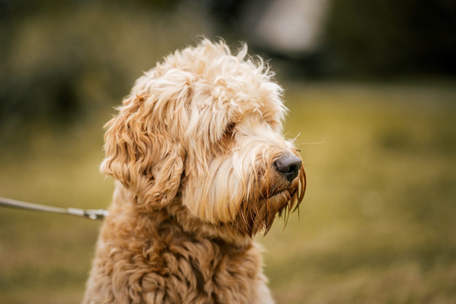 A wavy-coated goldendoodle in profile — the coat texture I'm describing